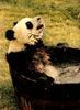 Giant Panda  (Ailuropoda melanoleuca) - Happy bathing