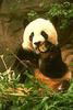 Giant Panda  (Ailuropoda melanoleuca)