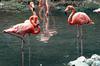 Flamingo  (Phoenicopterus sp.).