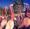 Flamingo  (Phoenicopterus sp.) - Brownsville Texas