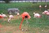 Flamingo  (Phoenicopterus sp.) - Vila Zoo