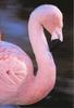 Flamingo  (Phoenicopterus sp.)