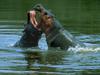 River Hippos (Hippopotamus amphibius)
