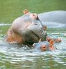 River Hippos (Hippopotamus amphibius) - mom and young