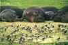 River Hippos (Hippopotamus amphibius) and birds