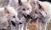Arctic Wolves (Canis lupus arctos)
