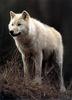 Arctic Wolf (Canis lupus arctos)