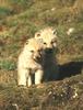 Arctic Wolves (Canis lupus arctos)  - 2 pups