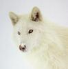 Arctic Wolf (Canis lupus arctos)  - dog mix