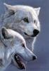 [Animal Art] Arctic Wolves (Canis lupus arctos)