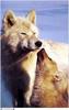 Jim Brandenburg: Brother Wolf 1998 calendar - Arctic Wolves (family)
