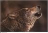 Jim Brandenburg: Brother Wolf 1998 calendar - Gray Wolf