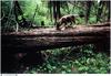 Jim Brandenburg: Brother Wolf 1998 calendar - Gray Wolf pup