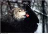 Jim Brandenburg: Brother Wolf 1998 calendar - Gray wolf and black wolf
