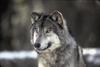 Gray Wolf (Canis lufus)