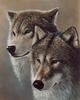 [Animal Art] Gray Wolves (Canis lufus)  - portrait