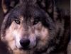 Gray Wolf (Canis lufus)  : alpha face
