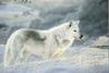 [Animal Art] Arctic Wolf