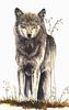 [Animal Art] Gray Wolf (Canis lufus)