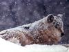 Gray Wolf (Canis lufus)  in snow