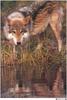 Wolfsong 1996 calendar : Gray Wolf (Canis lufus)  - William Ervin