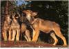 Wolfsong 1996 calendar : Gray Wolf (Canis lufus)  howling pups - Stephen J. Krasemann
