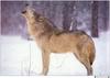 Wolfsong 1996 calendar : Gray Wolf (Canis lufus)  - Tom & Pat Leeson