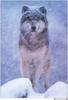 Wolfsong 1996 calendar : Gray Wolf (Canis lufus)  in snow - Tom & Pat Leeson