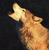 Gray Wolf (Canis lufus)  howls