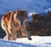 Gray Wolf (Canis lufus)  runs on snow