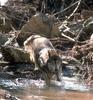 Gray Wolf (Canis lufus)  in river