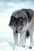 Gray Wolf (Canis lufus)  on snow