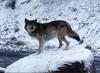 Gray Wolf (Canis lufus)  on snow