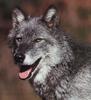 Gray Wolf (Canis lufus)  - black wolf