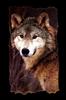 Gray Wolf (Canis lufus)  - portrait