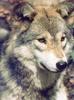 Gray Wolf (Canis lufus)  : face