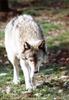 Gray Wolf (Canis lufus)  sleepy