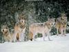 Gray Wolves (Canis lufus)  - snow pack in snow