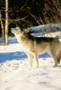 Gray Wolf (Canis lufus)  howls in snow