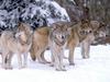 Gray Wolf (Canis lufus)  pack in row