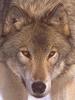 Gray Wolf (Canis lufus)  face