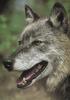 Gray Wolf (Canis lufus)  face