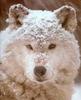 Gray Wolf (Canis lufus)  snow face