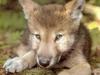 Gray Wolf (Canis lufus)  pup
