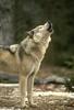 Gray Wolf (Canis lufus)  howls