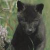 Gray Wolf (Canis lufus)  - black pup
