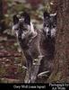 Gray Wolf (Canis lufus)  pair - Art Wolfe
