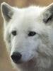 Arctic Wolf (Canis lupus arctos)  - face
