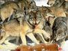 Gray Wolf (Canis lufus)  pack feeding