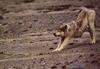 Gray Wolf (Canis lufus)  rumping